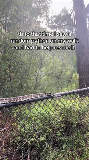 Rescuing a Python During a Walk
