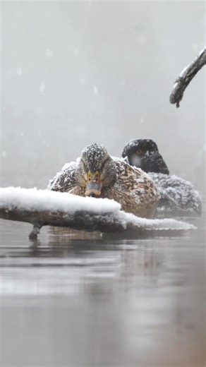 Weathering the storm ❄️ some resilient birds #ducks #waterfowl #mallards #duckhunting #duckseason