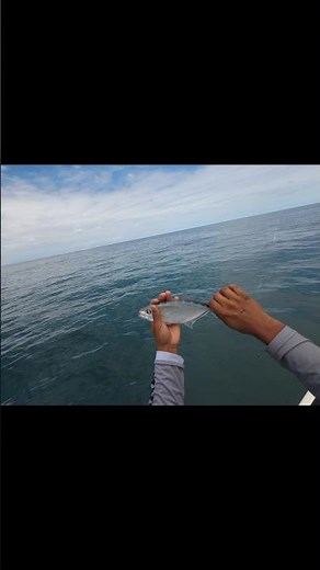 Blue runner on a sabiki rig🐟