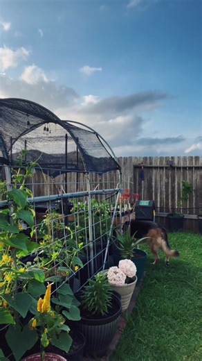 5 Essential Tips for Growing Better Cucumbers