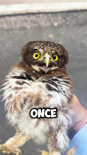 Exploring The Owl House: An Anime Adventure