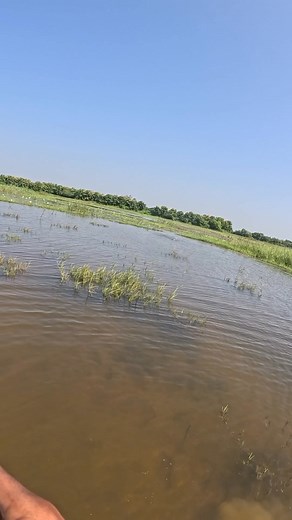 Snakehead fish catch using handmade rubber frog #fishingtips | Snakehead Angler Amar