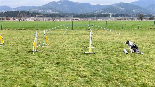 6.1K views · 29 reactions | A simple bounce grid to boost your dog's...