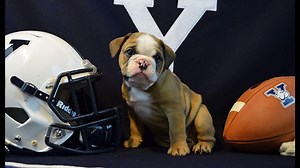 Yale introduces new mascot, Handsome Dan XVIII