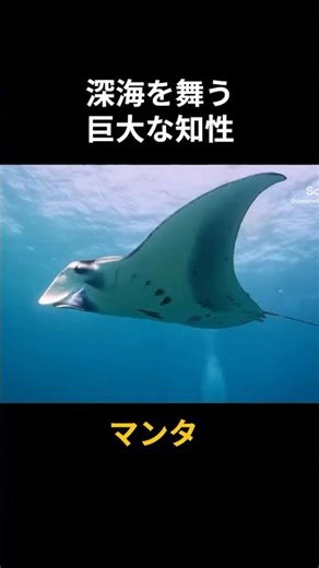 [Convincing] Can you recognize yourself in the mirror? The intelligence of the giant fish "manta ...