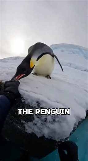 He Saved The Penguin's Life… And It Returned The Favour ❤️‍🩹