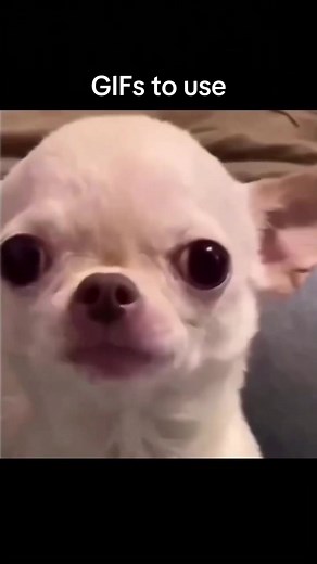 GIFS TO USE ‼️ Here is a very cheeky reaction for you to use | REPOST & FOLLOW‼️ . . . #gif #memes #stickers #memestiktok #funny