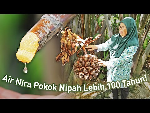 Minum Air Nira Dalam Ladang Pokok Nipah. Cantik & Redup Macam Taman | Ladang Nipah Ismail Che Kar