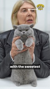 65K views · 2.7K reactions | Ever wondered why British Shorthairs are...