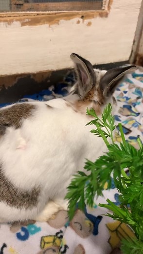Wednesday’s mood booster brought to you by ✨Will✨! What the world needs now is more videos of rabbits eating carrot tops. Hope you enjoy watching this as much as he enjoyed making this! Adopt: houserabbitga.com/adopt Foster: houserabbitga.com/foster Basics of bunny care: houserabbitga.com/bunny-101-class-handout | Georgia House Rabbit Society