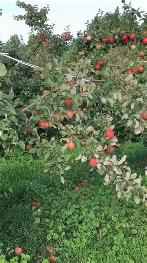 It’s apple picking season in Door County! Find pick your own apple orchards throughout the county. (Note: Lautenbach's Orchard Country Winery & Market and Fellner Orchards opens 9/20, Seaquist Orchards Farm Market opens 10/2, and Cherry Lane Orchards opens end of Sept.) | Destination Door County
