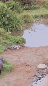 Hippopotamus Behavior; 👉The common hippopotamus is widely found in rivers, swamps, and waterholes throughout the Serengeti ecosystem. As semi-aquatic mammals, hippos spend most of the day submerged in water to protect their sensitive skin from the sun and maintain body temperature. 👉They are highly territorial in water, with dominant males controlling sections of rivers or pools where they lead harems of females. Despite their bulk and seemingly docile appearance, hippos are aggressive, especi