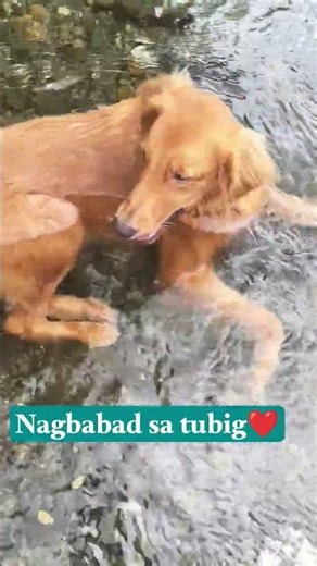 Nagbabad sa tubig ang aking aso, ‪@TalkingTom‬ #tomtom #goldenretriever