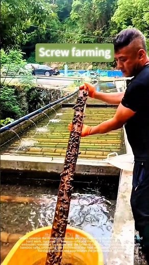 Snail farming and harvesting process