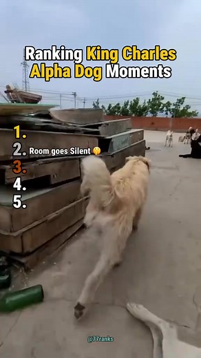 1.3M views · 30K reactions | watch how these dogs respect king charles the alpha dog #alphadog #kingcharles #dogs #dogmoments #pets | Vibe Loop | Facebook
