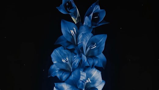 REIZZ瑞筽｜花朵 ft.Xuvsp【HDR】