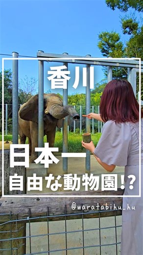 わら旅夫婦🛬大阪発のおでかけ情報 on Instagram: "詳細はこちら👇 行きたいと思ったら『どうぶつ』ってコメントしてね🐘 いいね・保存・シェアもよろしくです🥺🫶 @waratabihu_hu ←他の投稿はこちら ---------------------------------------------------------✈⁡⁡ どうぶつたちとの距離近すぎー😍🫶 ここは他の動物園と比べて、動物との距離がめっちゃ近いし、気軽に触れ合える珍しいスポット✨ 敷地も広大でいろんな動物さんがおるから、半日以上は余裕でおれる楽しいところやったよ💕‪ ただ、フードがないからどっかでうどん食べて再入園するか、お弁当持ち込みOKやから動物さん見ながらピクニックも楽しそう😆 香川行ったらみんなも行ってみてね！ 『しろとり動物園』 ⁡■住所： 香川県東かがわ市松原２１１１ ■入園料：おとな1,650円 ■営業時間：9:30~17:00 ■駐車場：あり、無料 ⚠️2025.9月時点の情報です ⁡⁡ ⁡----------------------------------------