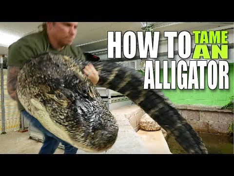 TAMING A HUGE ALLIGATOR!!! | BRIAN BARCZYK
