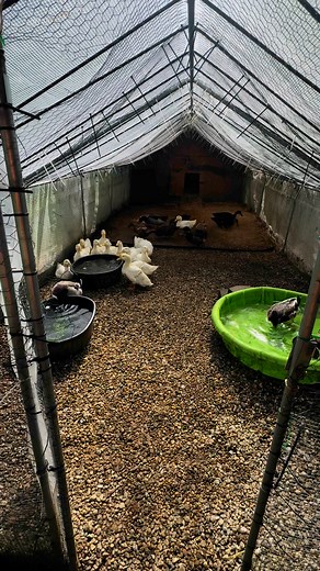 All the ducks seem to be getting along. There’s always an adjustment when adding new animals to any flock but ducks seem to be very accepting and make the process easy compared to chickens. After a few pecks and shoves everyone seems to know their place and is doing great on day 1 | The Hardy Homestead