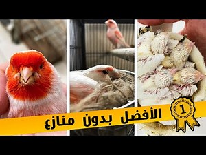 أكثر نوع كناري مطلوب في الأسواق 🤩 أنصحك بتربيته | مواصفات وثمن السلالة النقية