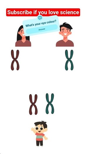 Why everyone has different eye colour?