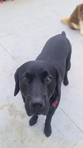 Appu well behaved pet 🐶🐕 Kudos to parents ♥️🤗 . . . . . . . . #dogs #dogsofinstagram #dog #puppy #dogstagram #doglover #dogoftheday #doglife #doglovers #instadog #pets #puppylove #love #puppies #puppiesofinstagram #pet #dogsofinsta #cute #dogslife #petsofinstagram #cats #doggo #ilovemydog #animals #instagram #doglove #cutedogs #dogphotography #petstagram #adoptdontshop🐾 | Vidya Rowdy Minchu Piscu