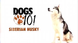 101 Nagykutya - Szibériai Husky
