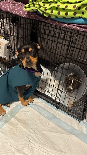 2.5K views · 3.1K reactions | Our very sweet Romy isn’t feeling well....