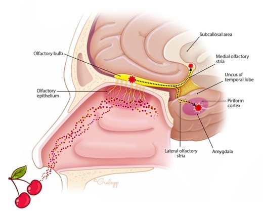 Treatment Options and Evidence
