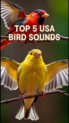 Top 5 bird sound you hear in USA #birds, #wildlife, #animals