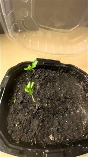 Update!! Japanese Kyoho Grape Seeds!! 😍 Rare Grape Seeds 🍇