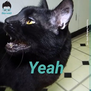 1.6M views · 64K reactions | Vacuum cleaner vs cats - If cats could talk  Credit: https://www.youtube.com/user/stevecash83 | Christina Milian | Facebook