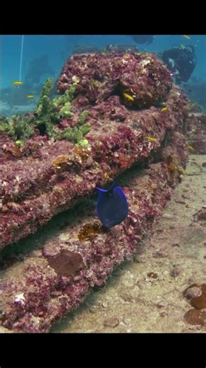 Neptune Memorial Reef – Blue Tang Surgeon Fish Video