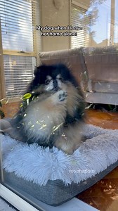 Mocha when I leave her home alone 😔 | Mocha Pom