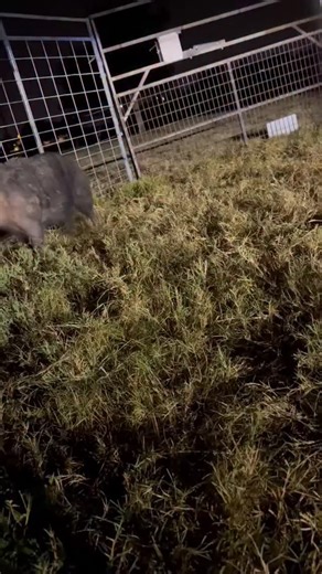 Texas Wild Hog Control | #trapping #texaswildhogcontrol #feralhogs #feral #porkchop | Instagram