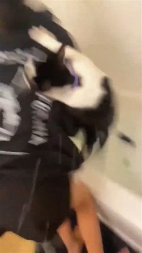 cats are afraid of bathing😹