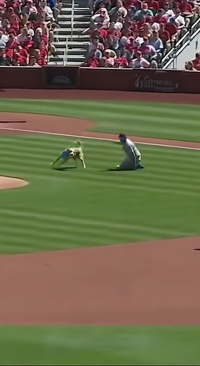 531K views · 9.1K reactions | Dog Runs Onto Baseball Field and Steals the Ball ⚾#dog #baseball #funnyshorts #sports #AI | Chunky Cat and Friends | Facebook