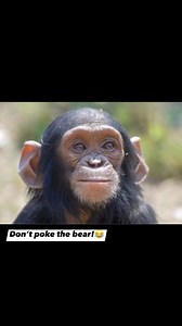 Don’t poke the bear!😂 | Pets telling jokes