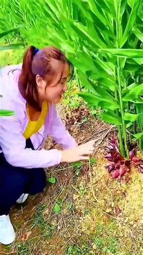 cool way to pick torch ginger flowers #shorts