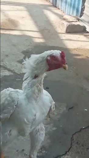 Shamu is trying to fly 🕊️😂