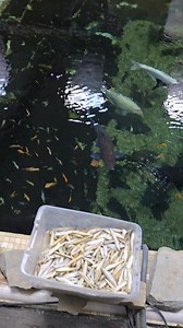 134K views · 1.5K reactions | Feeding the 58,000g monster pond | Ohio Fish Rescue | Facebook