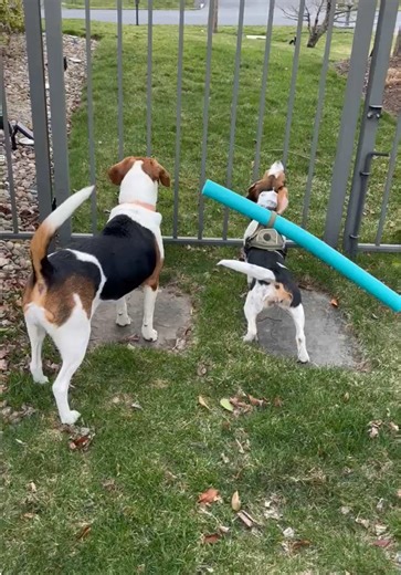 Beagle Howling Practice: Adorable Puppy Moments