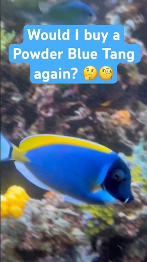 Would I Buy a Powder Blue Tang Again? 🤔🧐 #saltwater#aquarium#tank#fish#powderbluetang#reef#hobby
