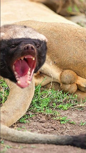 Le TERRIBLE ratel #shorts