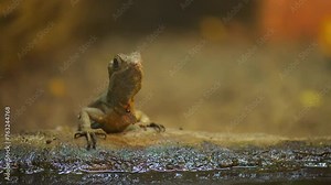 common basilisk (Basiliscus basiliscus)