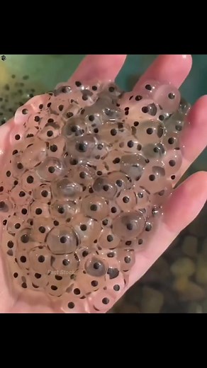 Amazing things about frogs 🐸 #shorts #shortvideofbreels | Fact world