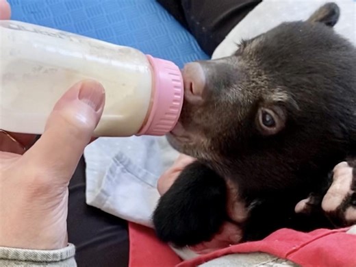 ‘Nowhere else for them to go’: Quarry proposal threatens Manitoba’s only bear cub rescue