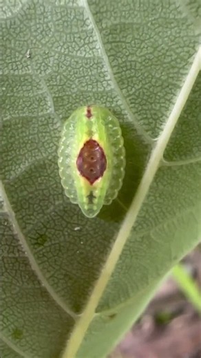 Stinging Caterpillar Outbreak! How Many Species Do You Know? 🐛