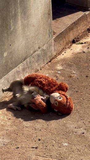 Cute Monkey Baby Moments at the Zoo