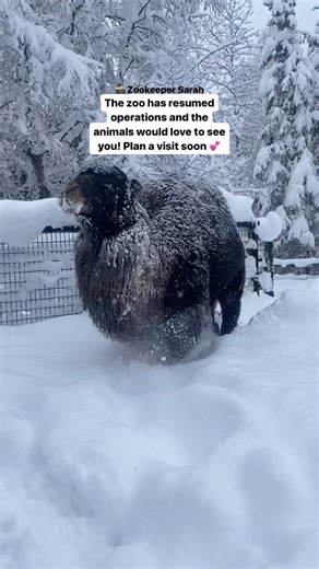 2.5K views · 386 reactions | The zoo has resumed operations and the animals would love to see you! Plan a visit soon  | The Alaska Zoo | Facebook